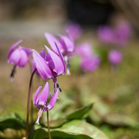 Ryokan Sensyoen Asahikawa Eksteriør bilde